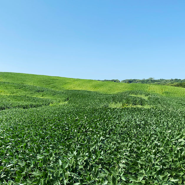 Corn Disease Triangle