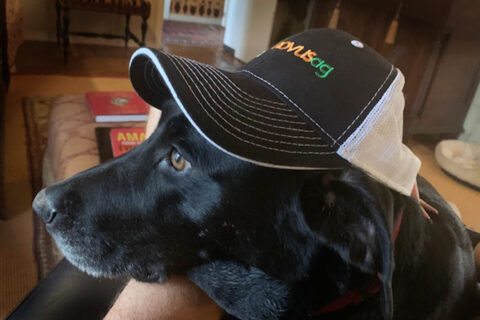 Dog wearing a Novus Ag hat