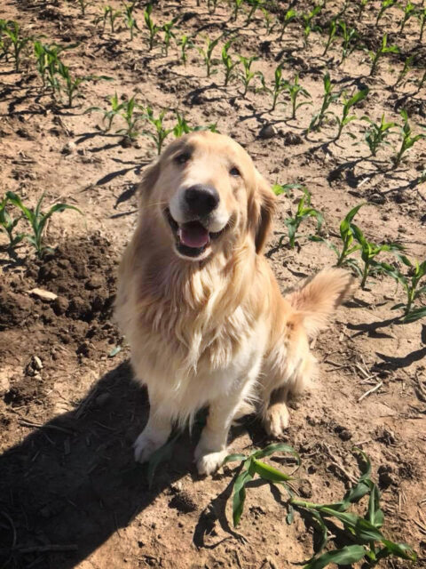 Happy dog in corn field