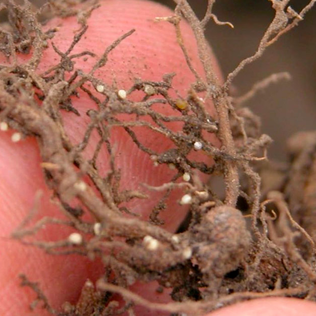 Soybean Cyst Nematode