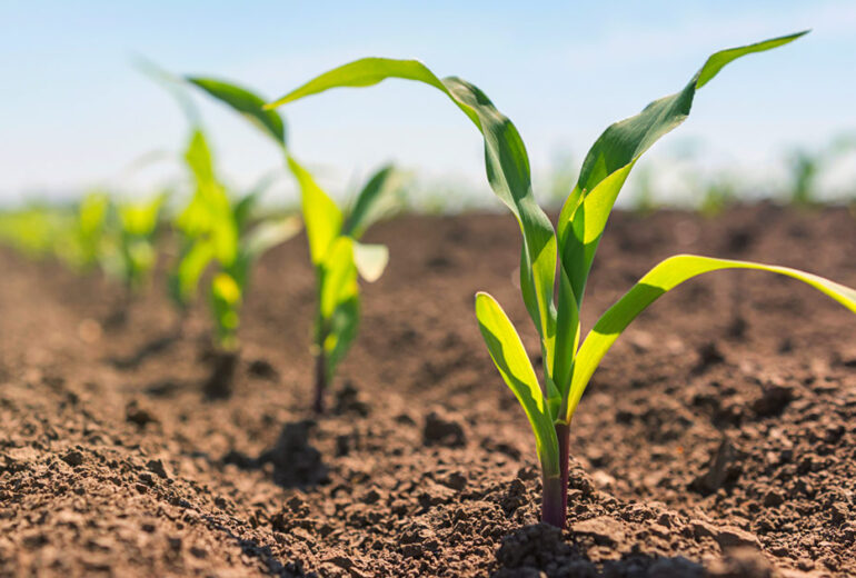 Starter Fertilizer Considerations Corn Seedlings