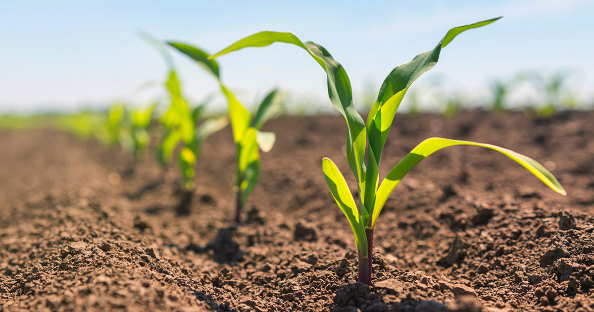 Starter Fertilizer Considerations Corn Seedlings