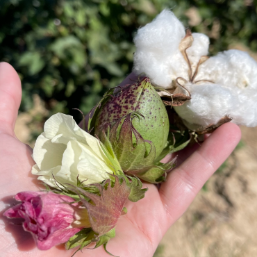 Screen Shot 2021-10-06 at 11.45.29 AM