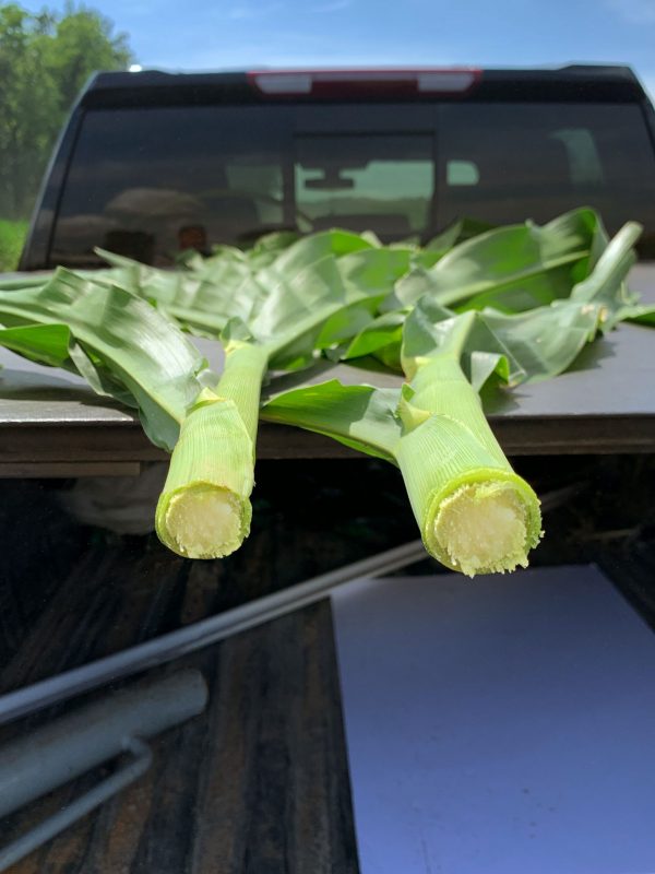 foliar-nutritional-corn-stalk-diameter-innova-performance-products-incite foliar-nutritional-corn-stalk-diameter-innova-performance-products-incite