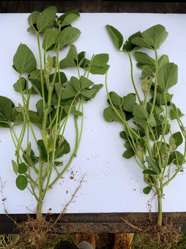 foliar-nutritional-soybean-branching-innova-performance-products-incite foliar-nutritional-soybean-branching-innova-performance-products-incite