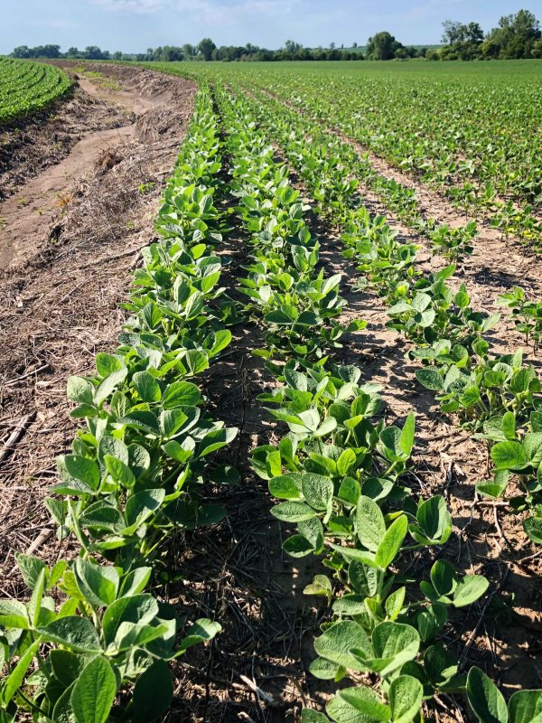 foliar-nutritional-soybean-height-innova-performance-products-incite foliar-nutritional-soybean-height-innova-performance-products-incite