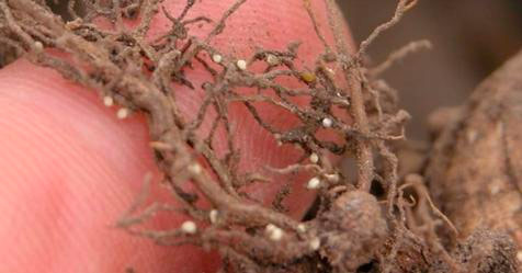 Soybean Cyst Nematode